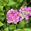 Hortenzie velkolistá 'Blaumeise' - Hydrangea macrophylla 'Blaumeise'