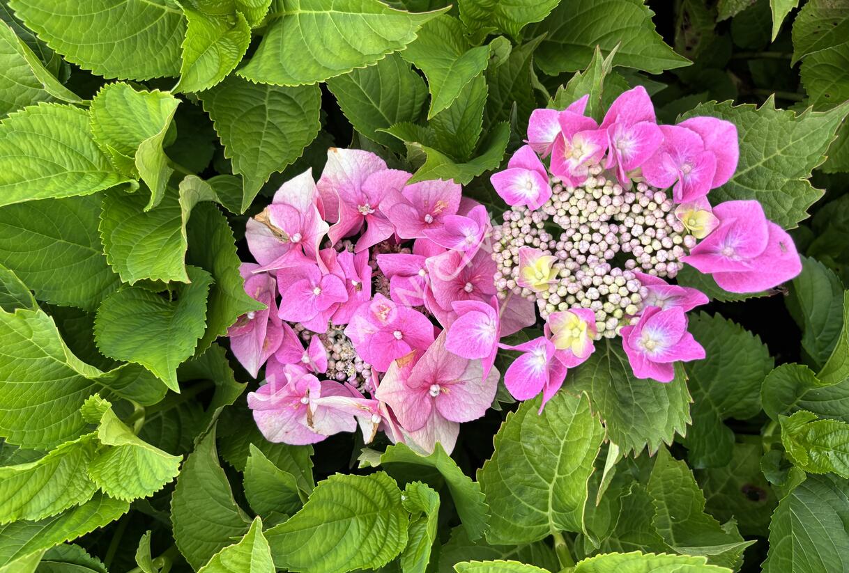Hortenzie velkolistá 'Blaumeise' - Hydrangea macrophylla 'Blaumeise'