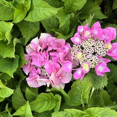 Hortenzie velkolistá 'Blaumeise' - Hydrangea macrophylla 'Blaumeise'