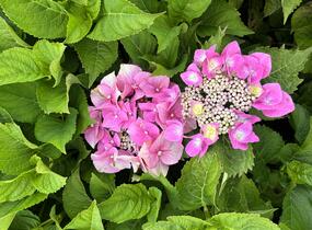Hortenzie velkolistá 'Blaumeise' - Hydrangea macrophylla 'Blaumeise'
