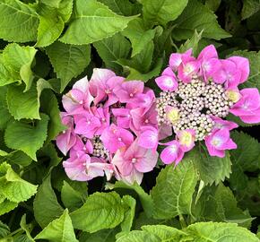 Hortenzie velkolistá 'Blaumeise' - Hydrangea macrophylla 'Blaumeise'