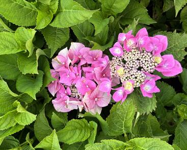 Hortenzie velkolistá 'Blaumeise'