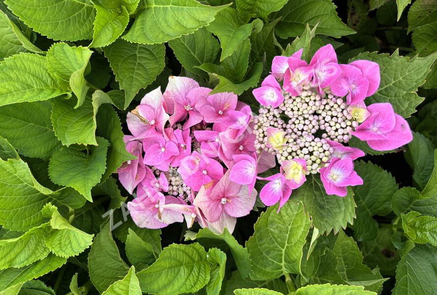 Hortenzie velkolistá 'Blaumeise' - Hydrangea macrophylla 'Blaumeise'