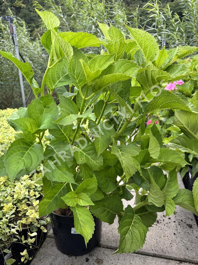 Hortenzie velkolistá 'Blaumeise' - Hydrangea macrophylla 'Blaumeise'