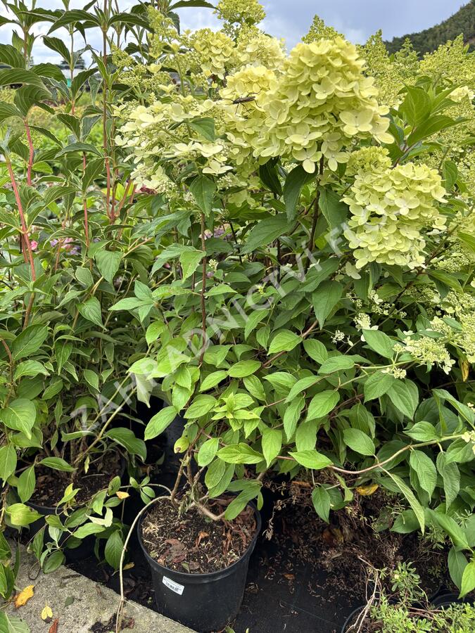 Hortenzie latnatá 'Confetti' - Hydrangea paniculata 'Confetti'
