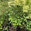 Hortenzie latnatá 'Confetti' - Hydrangea paniculata 'Confetti'