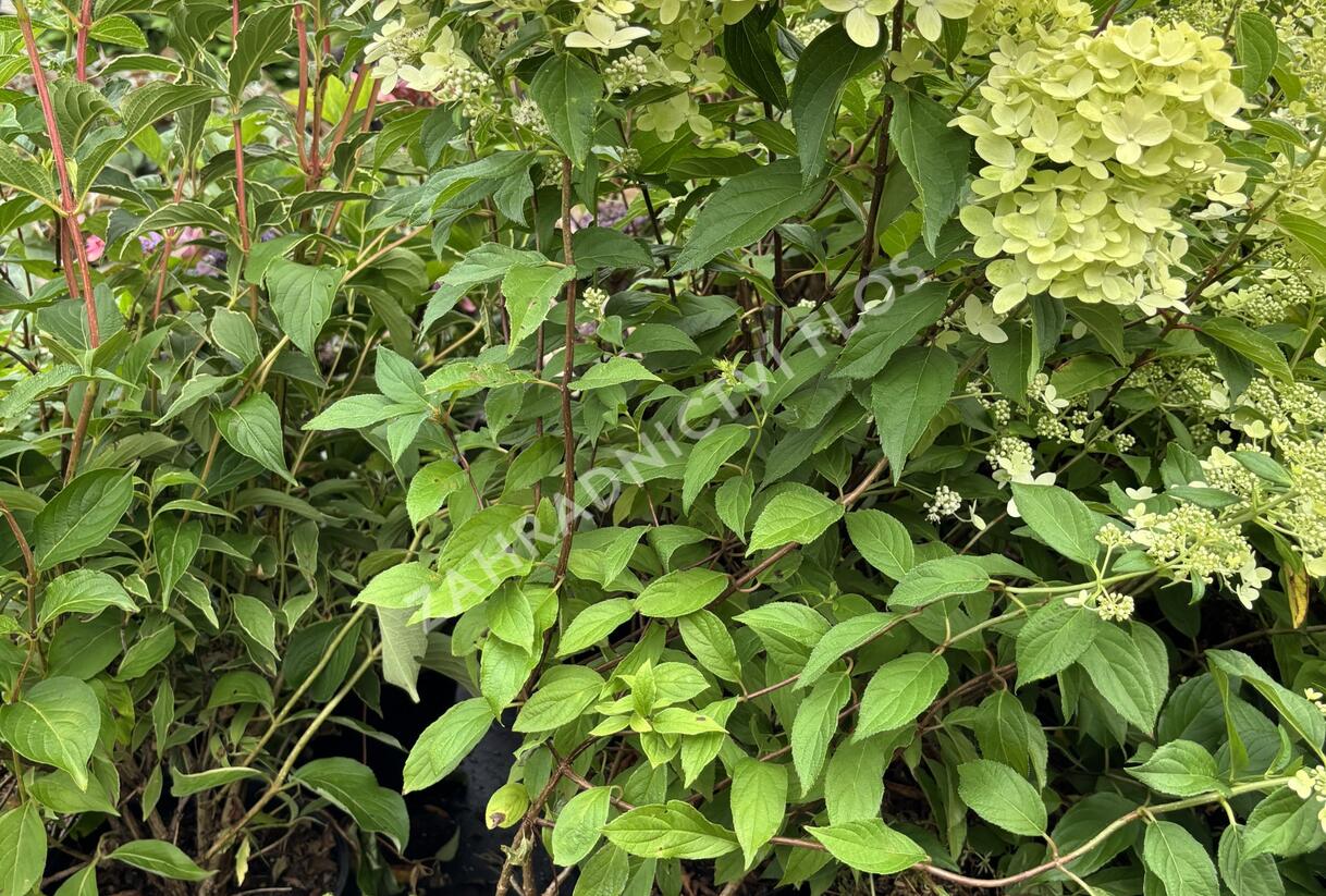 Hortenzie latnatá 'Confetti' - Hydrangea paniculata 'Confetti'