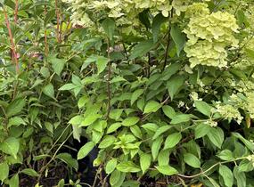 Hortenzie latnatá 'Confetti' - Hydrangea paniculata 'Confetti'
