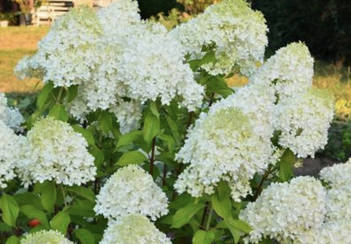 Hortenzie latnatá 'Mint Spirit' - Hydrangea paniculata 'Mint Spirit'