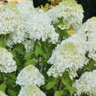 Hortenzie latnatá 'Mint Spirit' - Hydrangea paniculata 'Mint Spirit'