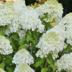 Hortenzie latnatá 'Mint Spirit' - Hydrangea paniculata 'Mint Spirit'