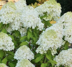 Hortenzie latnatá 'Mint Spirit'