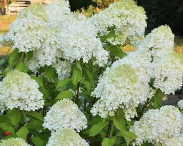 Hortenzie latnatá 'Mint Spirit'