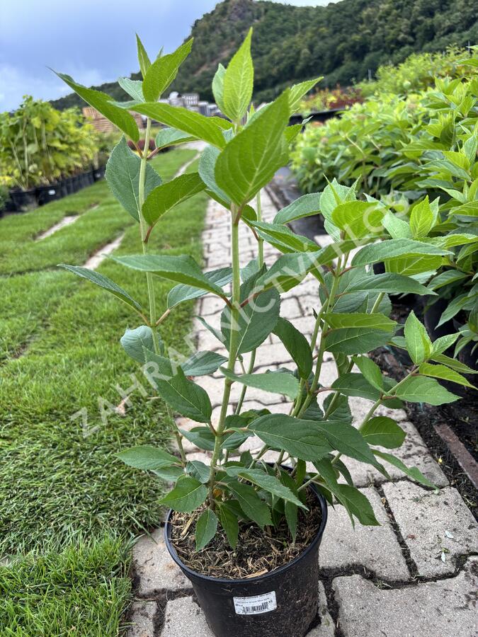 Hortenzie latnatá 'Mint Spirit' - Hydrangea paniculata 'Mint Spirit'