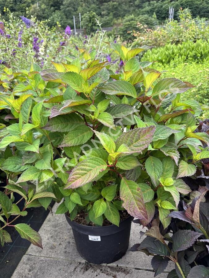 Hortenzie pilovitá 'Preziosa' - Hydrangea serrata 'Preziosa'