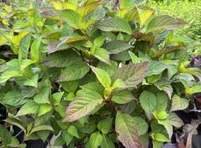 Hortenzie pilovitá 'Preziosa' - Hydrangea serrata 'Preziosa'