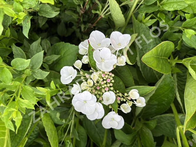 Hortenzie velkolistá 'Libelle' - Hydrangea macrophylla 'Libelle'