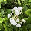 Hortenzie velkolistá 'Libelle' - Hydrangea macrophylla 'Libelle'
