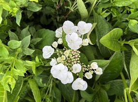 Hortenzie velkolistá 'Libelle' - Hydrangea macrophylla 'Libelle'