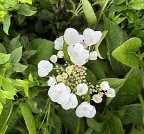 Hortenzie velkolistá 'Libelle' - Hydrangea macrophylla 'Libelle'