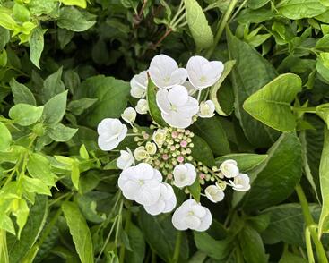Hortenzie velkolistá 'Libelle'