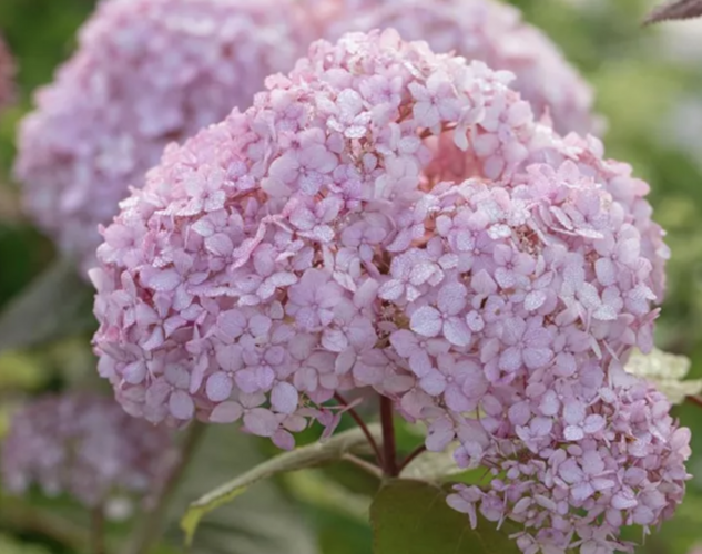 Hortenzie stromečkovitá 'Candybelle Bubblegum' - Hydrangea arborescens 'Candybelle Bubblegum'