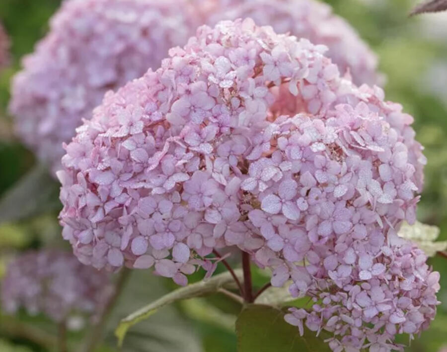 Hortenzie stromečkovitá 'Candybelle Bubblegum' - Hydrangea arborescens 'Candybelle Bubblegum'