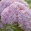 Hortenzie stromečkovitá 'Candybelle Bubblegum' - Hydrangea arborescens 'Candybelle Bubblegum'