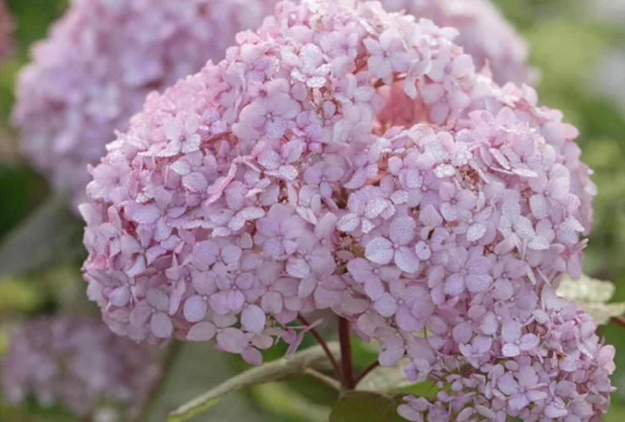 Hortenzie stromečkovitá 'Candybelle Bubblegum' - Hydrangea arborescens 'Candybelle Bubblegum'