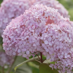 Hortenzie stromečkovitá 'Candybelle Bubblegum' - Hydrangea arborescens 'Candybelle Bubblegum'