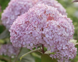 Hortenzie stromečkovitá 'Candybelle Bubblegum'