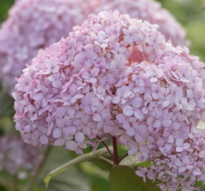 Hortenzie stromečkovitá 'Candybelle Bubblegum' - Hydrangea arborescens 'Candybelle Bubblegum'
