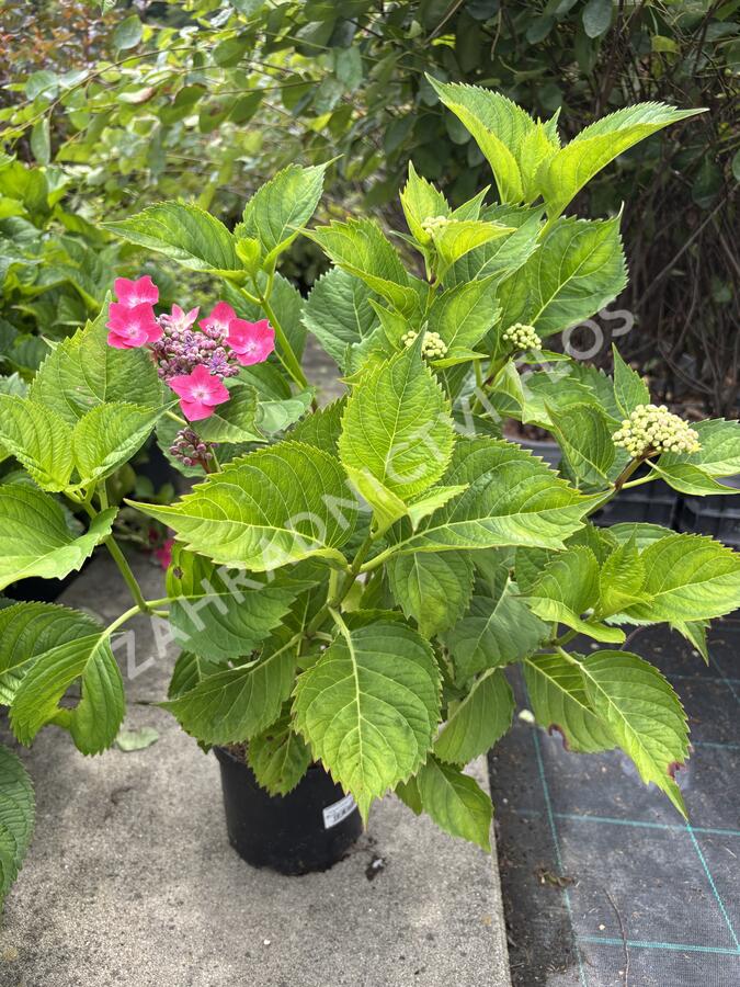Hortenzie velkolistá 'Kardinal' - Hydrangea macrophylla 'Kardinal'