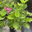 Hortenzie velkolistá 'Kardinal' - Hydrangea macrophylla 'Kardinal'