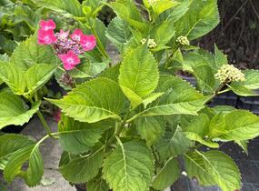 Hortenzie velkolistá 'Kardinal' - Hydrangea macrophylla 'Kardinal'