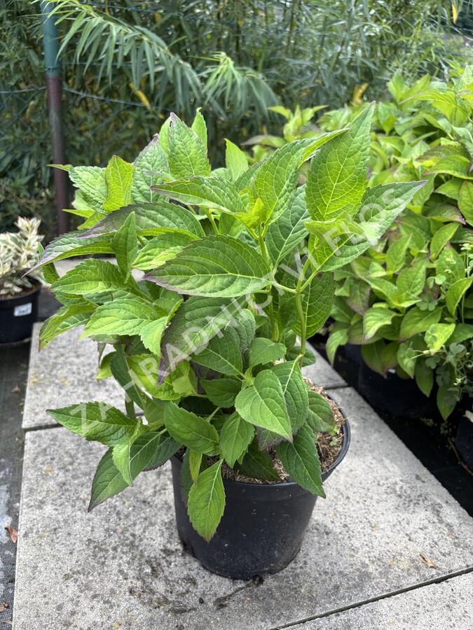 Hortenzie pilolistá 'Summer Glow' - Hydrangea serrata 'Summer Glow'