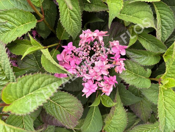 Hortenzie pilovitá 'Morning Glory' - Hydrangea serrata 'Morning Glory'