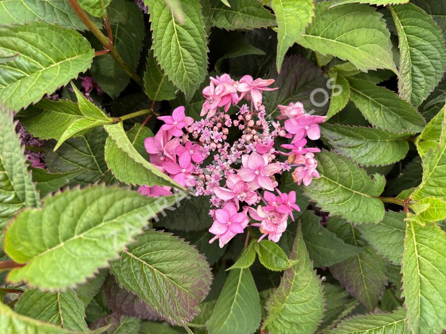 Hortenzie pilovitá 'Morning Glory' - Hydrangea serrata 'Morning Glory'