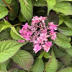 Hortenzie pilovitá 'Morning Glory' - Hydrangea serrata 'Morning Glory'