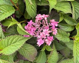 Hortenzie pilovitá 'Morning Glory'