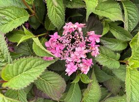 Hortenzie pilovitá 'Morning Glory' - Hydrangea serrata 'Morning Glory'