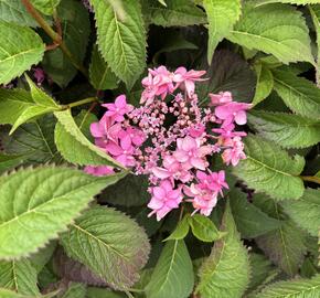 Hortenzie pilovitá 'Morning Glory' - Hydrangea serrata 'Morning Glory'