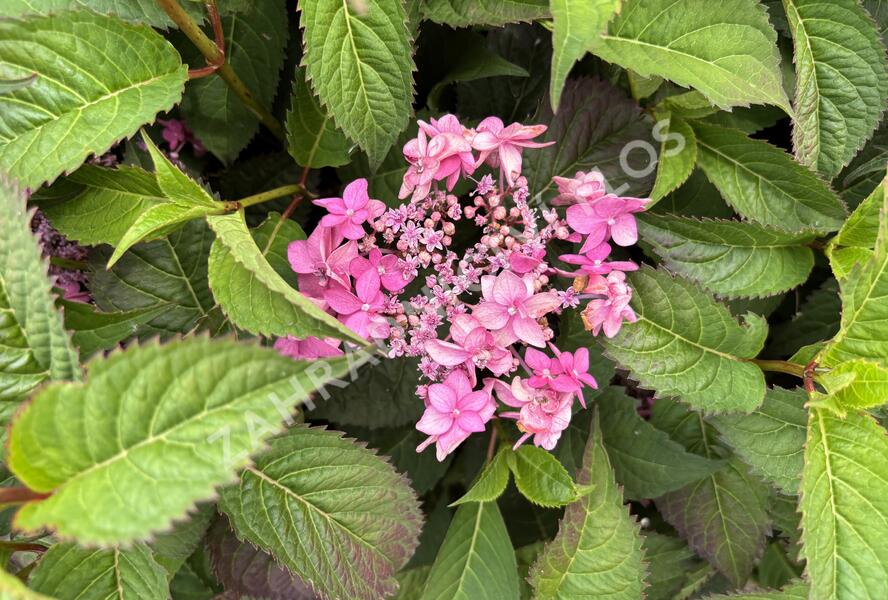 Hortenzie pilovitá 'Morning Glory' - Hydrangea serrata 'Morning Glory'