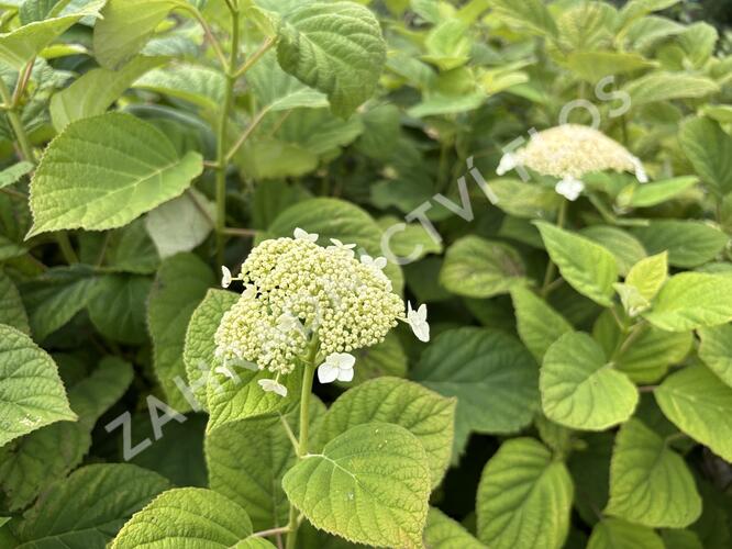 Hortenzie stromečkovitá 'Hills of Snow' - Hydrangea arborescens 'Hills of Snow'