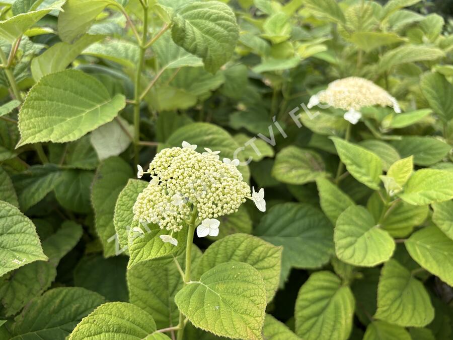 Hortenzie stromečkovitá 'Hills of Snow' - Hydrangea arborescens 'Hills of Snow'