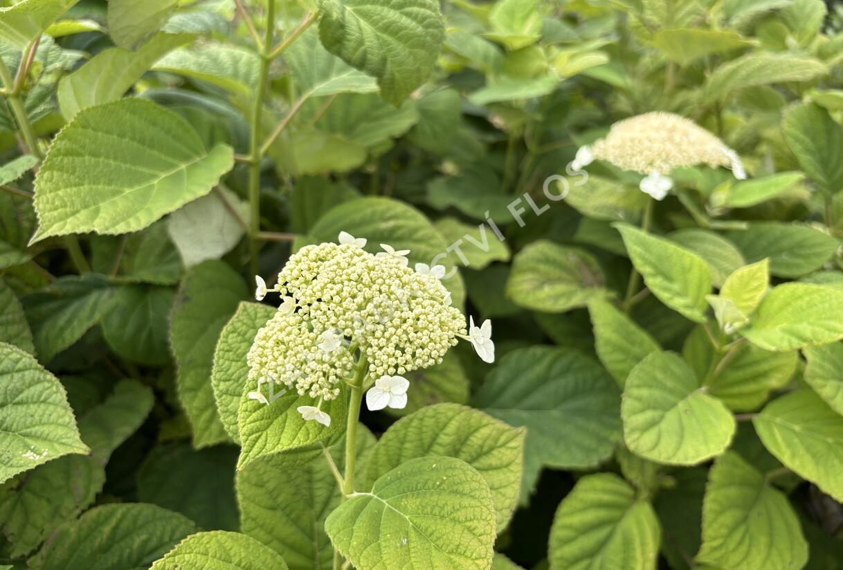 Hortenzie stromečkovitá 'Hills of Snow' - Hydrangea arborescens 'Hills of Snow'