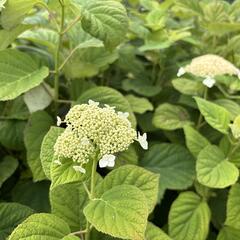 Hortenzie stromečkovitá 'Hills of Snow' - Hydrangea arborescens 'Hills of Snow'