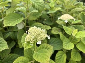 Hortenzie stromečkovitá 'Hills of Snow' - Hydrangea arborescens 'Hills of Snow'