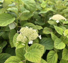 Hortenzie stromečkovitá 'Hills of Snow' - Hydrangea arborescens 'Hills of Snow'