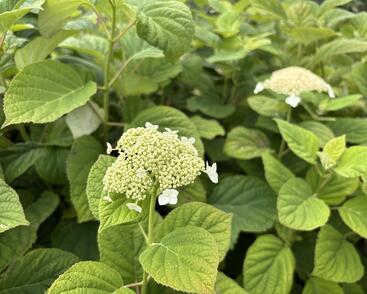 Hortenzie stromečkovitá 'Hills of Snow'